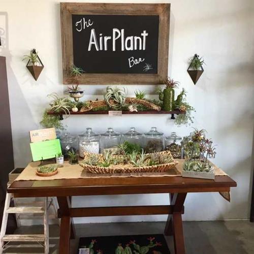 Air Plant.jpg