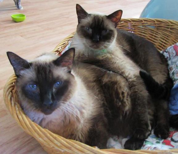 Adopt a Friend: Cisco and Rocky