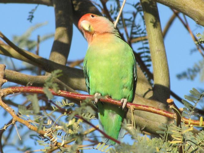 A-Curious-Rosy-faced-Lovebird-at-Gilbert-Water-Ranch-photo-Bob-Bowers-.JPG