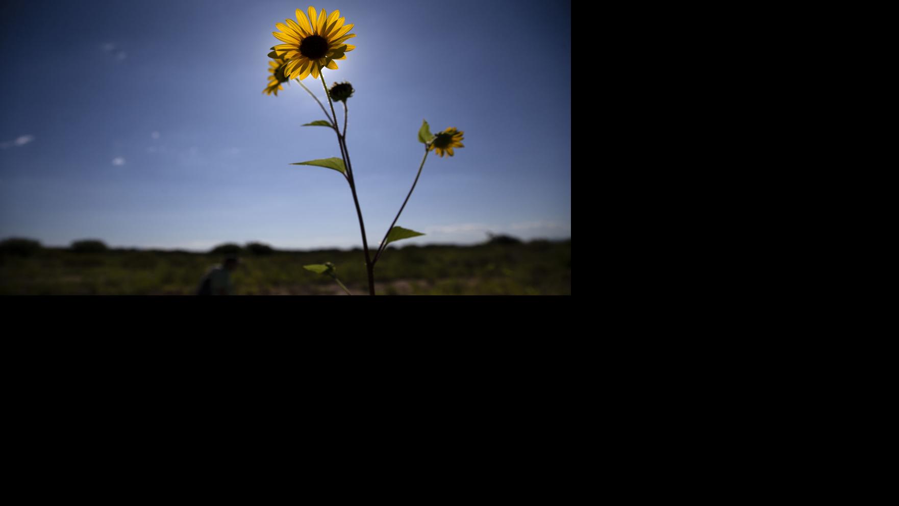 What to plant during Tucson's 2021 monsoon season | tucson life ...