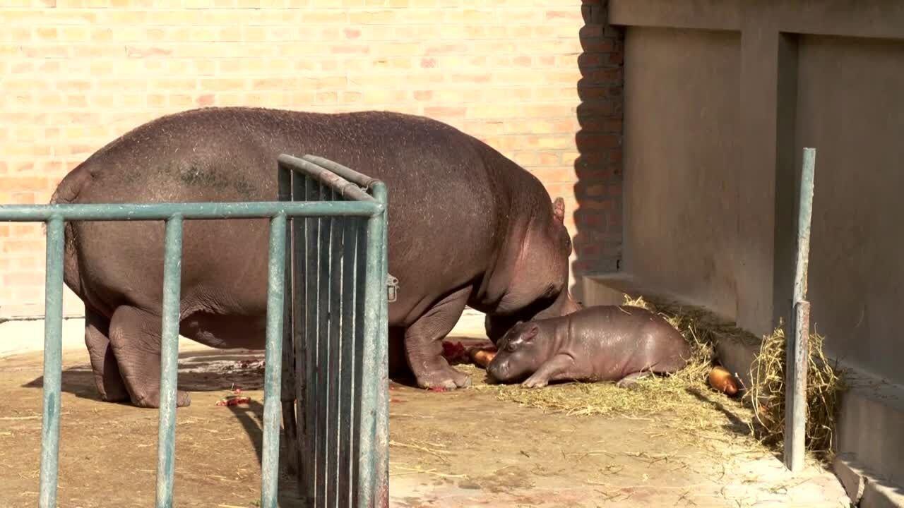 Belgrade Zoo shows off its new baby hippo