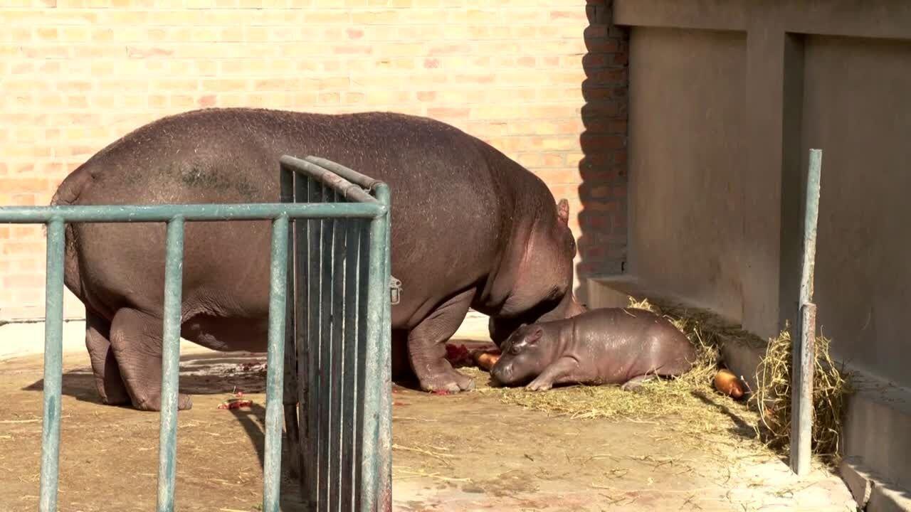 Belgrade Zoo shows off its new baby hippo Belgrade Zoo shows off its new baby hippo