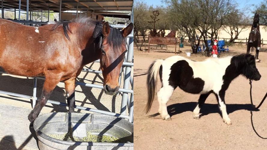 Adopt a friend: Mickey and Tikki