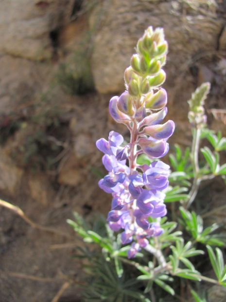 Lupines in bloom