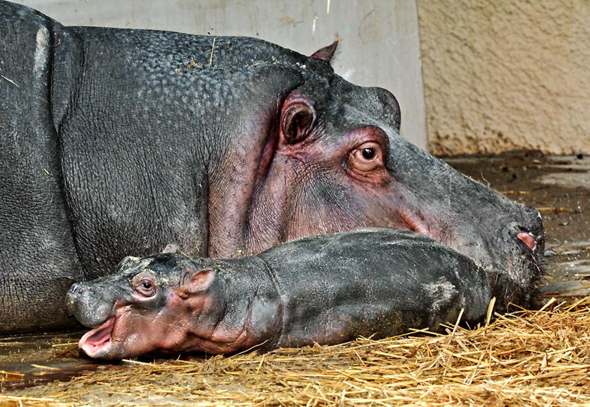 Baby zoo animals