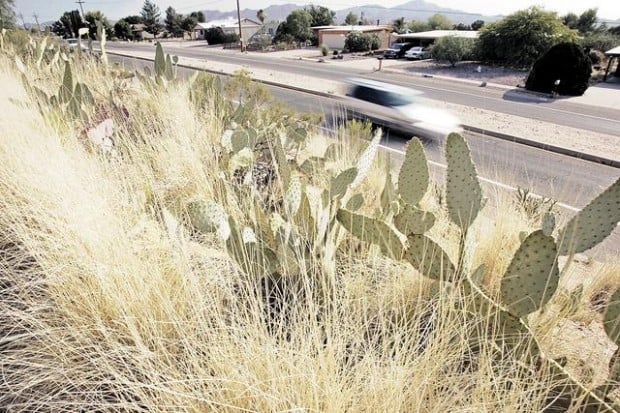 Buffelgrass threatens desert  