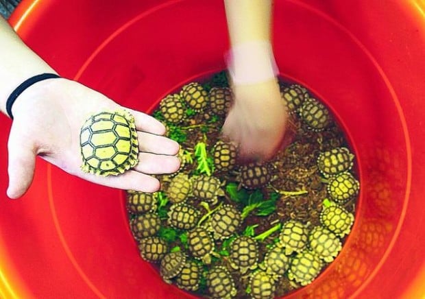 Tortoises Thrive In Habitat At Mesa Elementary School