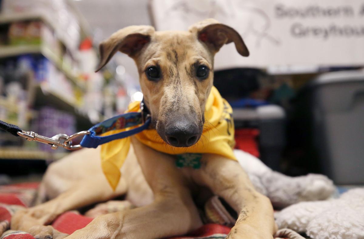 One year after racetrack's closure, greyhounds in Tucson still need