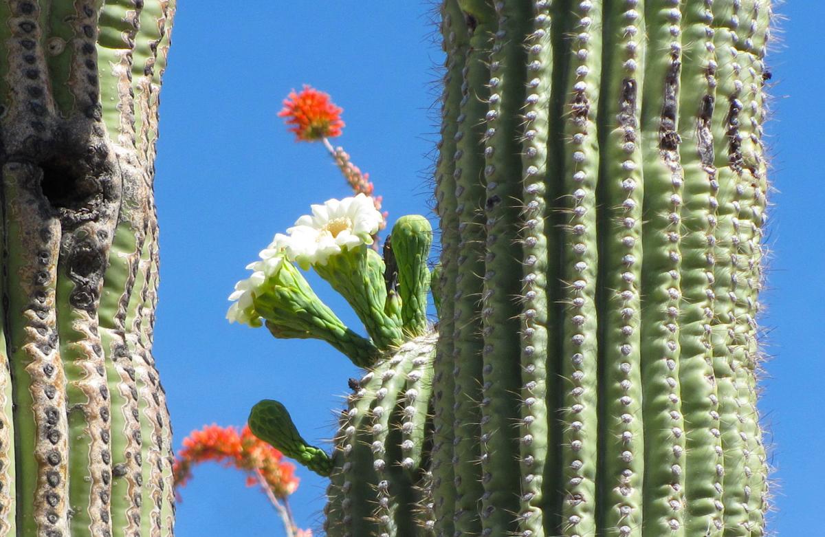 Blooming saguaro