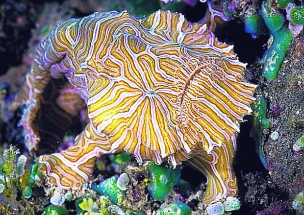 Bouncy, psychedelic frogfish is something not seen before  