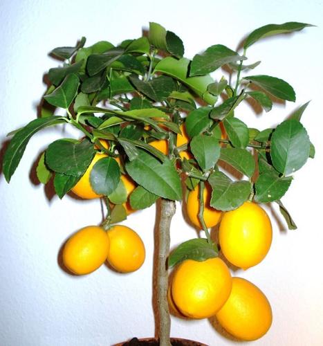 Garden Sage: Meyer Lemon