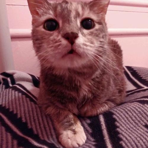 Adopt a friend: Faye