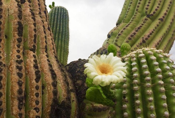 Mosaics In Science  flowering phenology of the saguaro