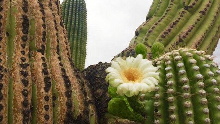 Fall flowers had saguaro experts craning their necks, scratching their heads - Vimarsana News
