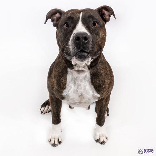 Adopt a friend: Wren