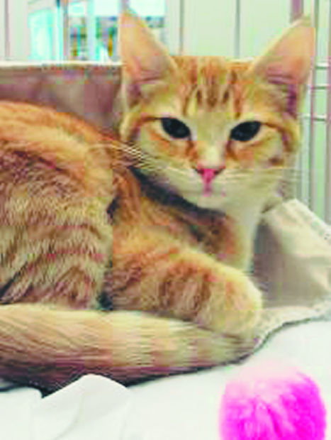 Pets available for adoption