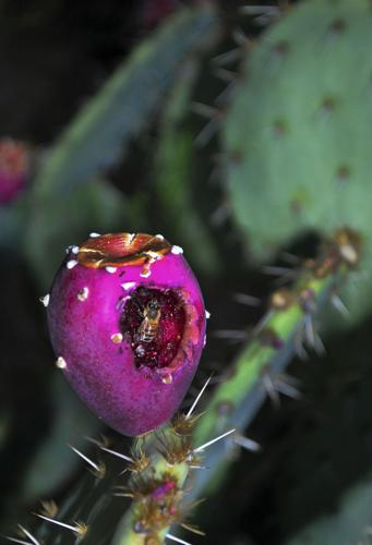 2015 Adventures in Nature photo contest