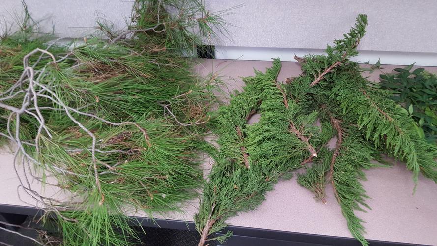 DIY holiday decorating making a wreath