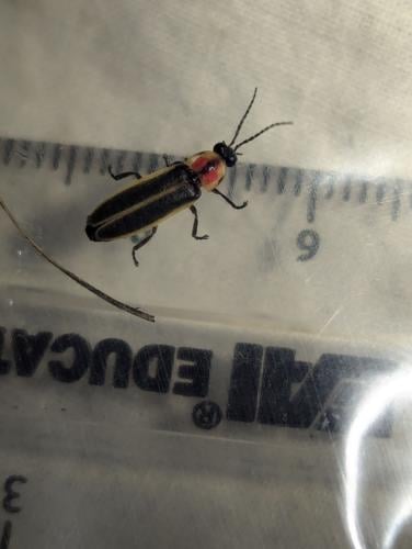 Saguaro firefly