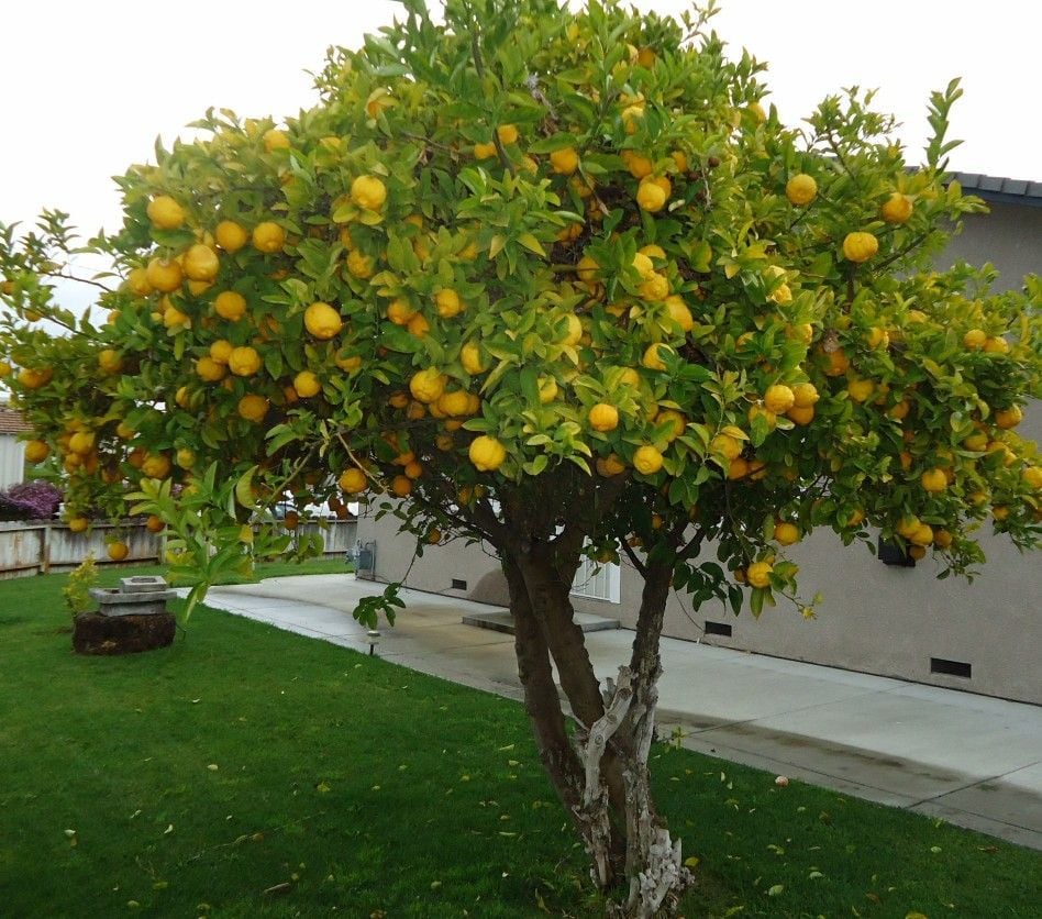 Transplanting lemon tree