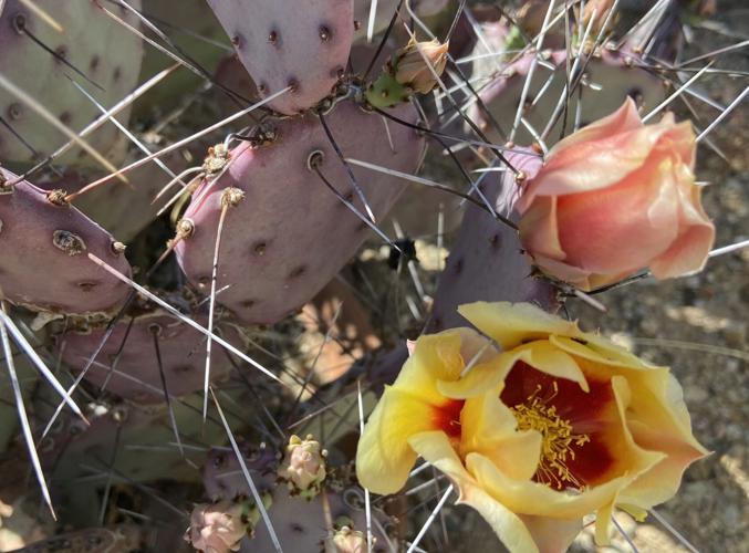 Cactus blooms