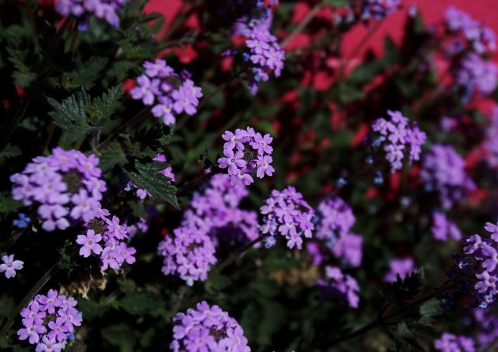 Sundrea Landscape Center