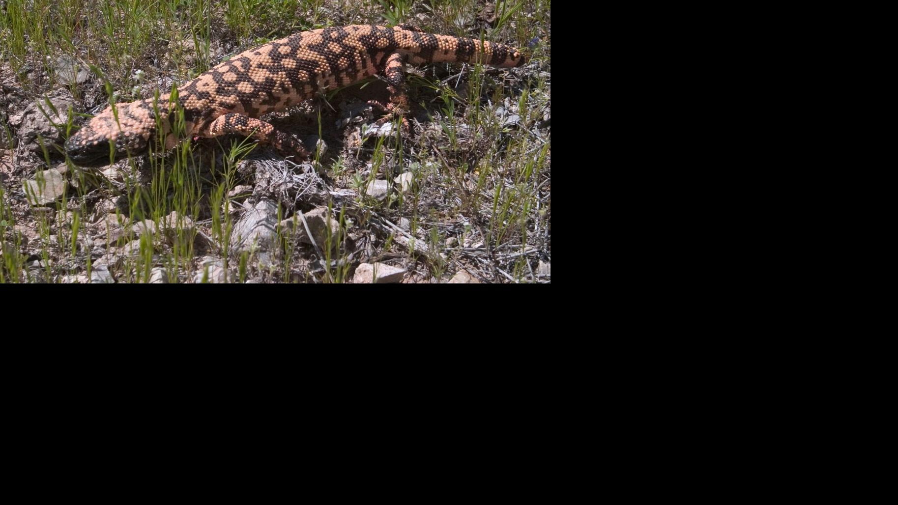 These are the 5 most venomous animals in Arizona