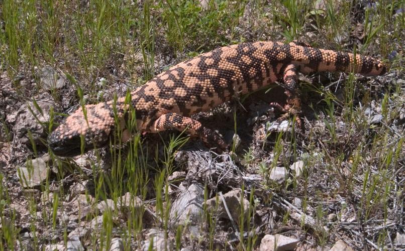 These are the 5 most venomous animals in Arizona