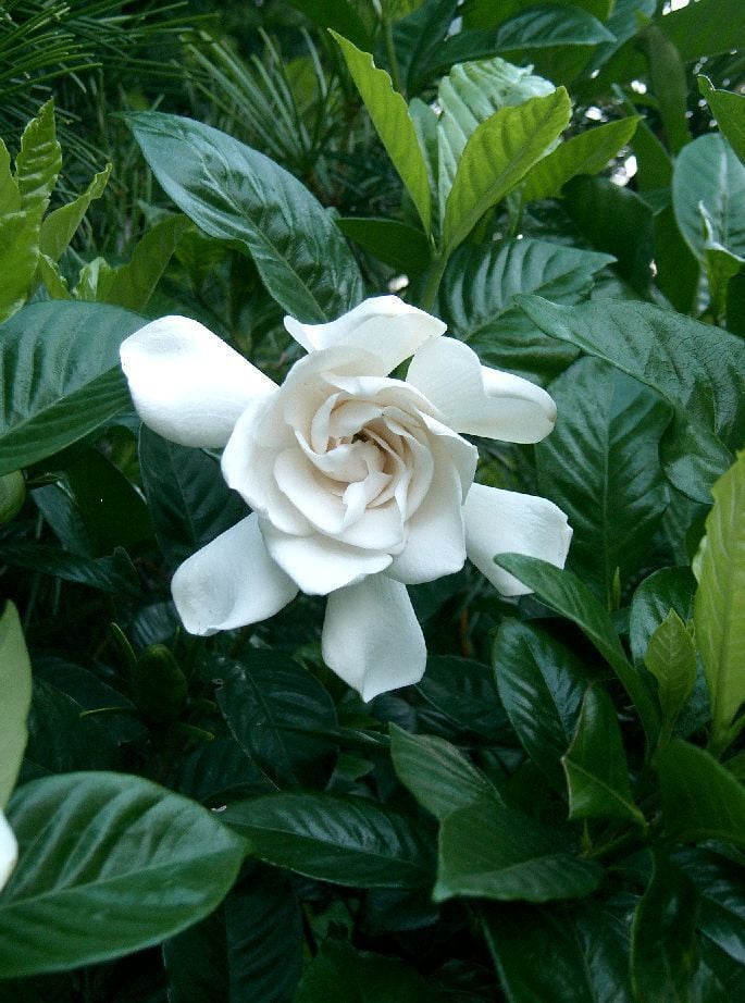 Gardenias Seek Acidic Soil Tucson Com