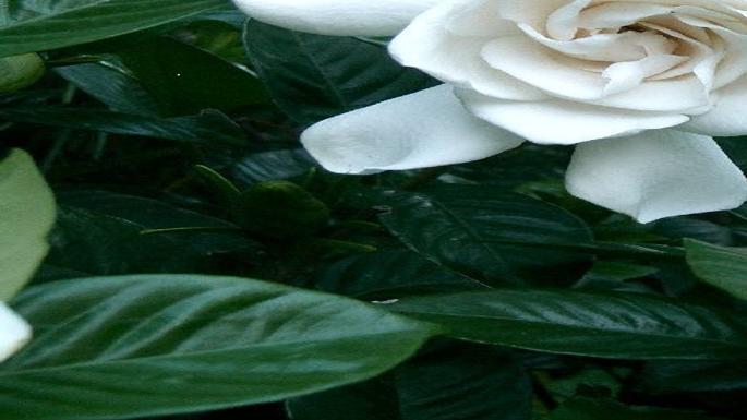Gardenias Seek Acidic Soil Tucson Com