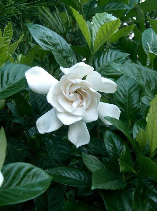Garden Sage: gardenia