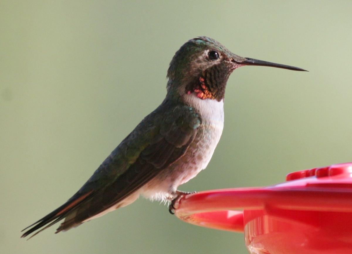 Hummingbird Feeders Saddlebag Notes Tucson Com