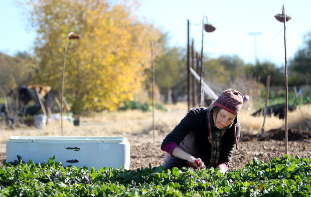 River Road Gardens at Tucson Waldorf School