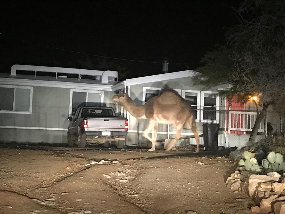 Camel