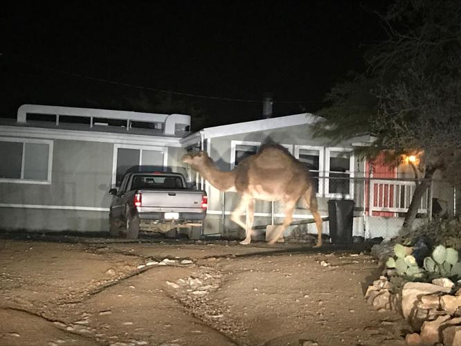 Camel