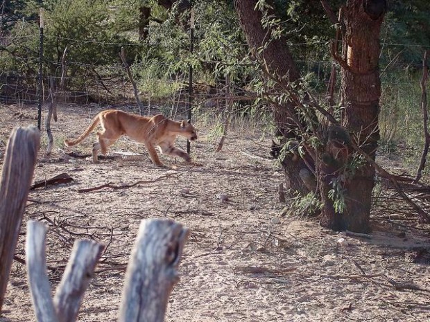 Mountain lion wipes out farm's petting zoo | Environment | tucson.com