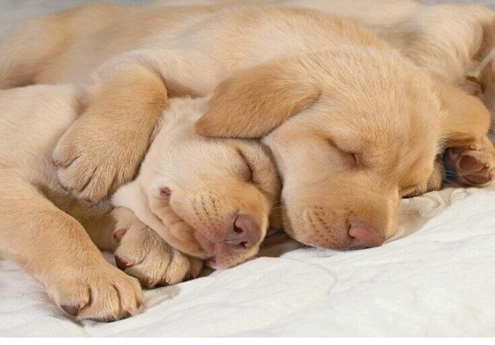 2-dogs.jpg