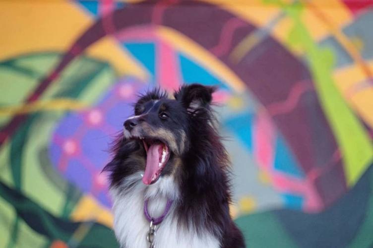 Third Thursday: Yappy Hour