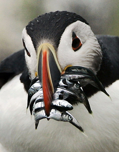 Atlantic puffins in peril in US    