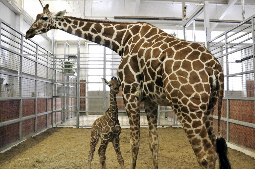 Baby zoo animals