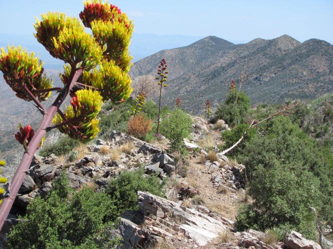 Trails on the eastern slopes of the Santa Catalina Mountains