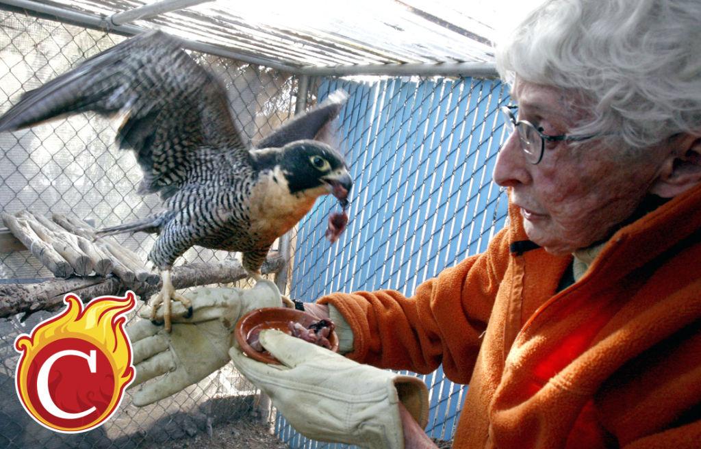 Wanted Licensed Wildlife Rehabilitators People Tucsoncom