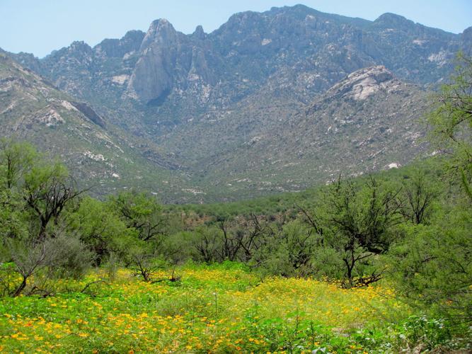 Fields of summer poppies