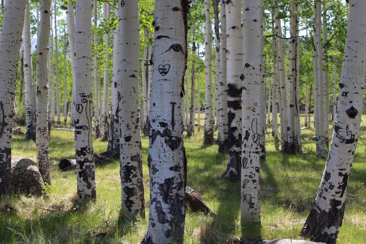 Hike jawdropping Aspen Corner in Flagstaff for break from Tucson heat