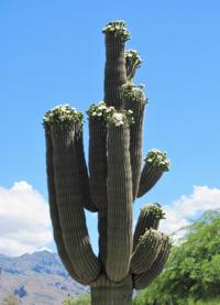 Saguaros are putting on a spectacular bloom in Tucson this spring