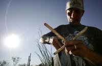 Ha:san Bak, Saguaro cactus fruit harvest