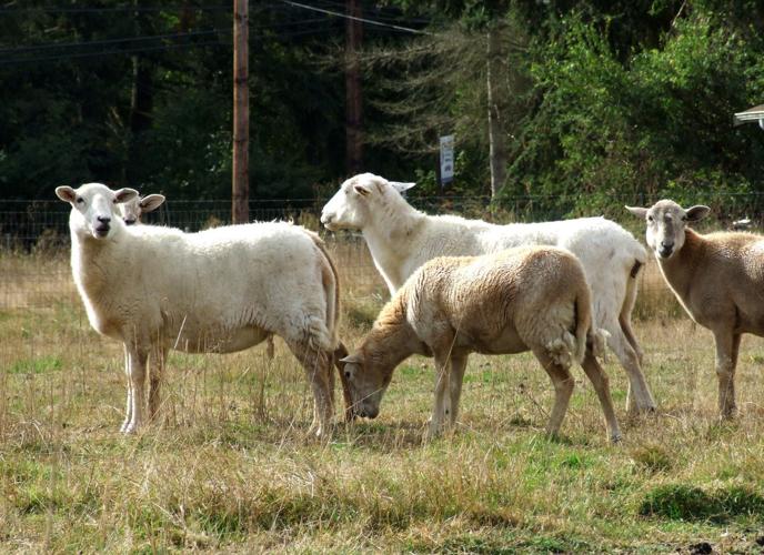 California contractor flocks to Southern Arizona to raise sheep