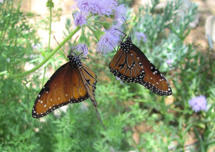 Butterflies and blooms