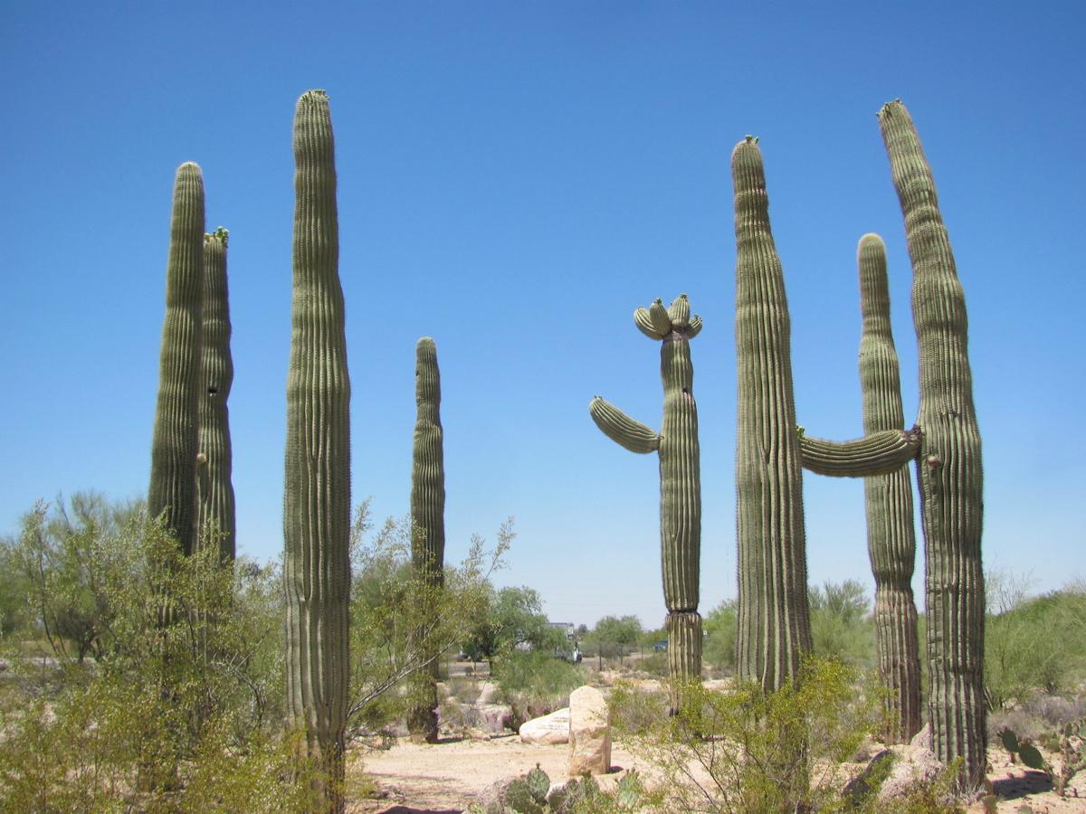 Saguarohenge