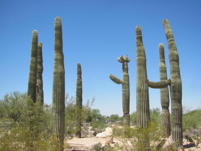 Saguarohenge
